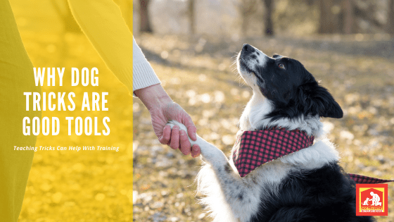 Dog Tricks are Good Tools | Dog Training In Your Home Myrtle Beach