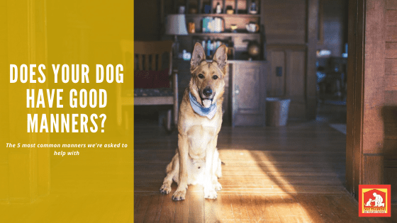 Good Dog Manners | Dog Training In Your Home Myrtle Beach