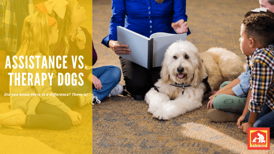 Assistance vs Therapy Dogs | Dog Training In Your Home Myrtle Beach