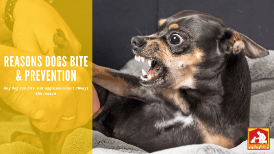 Reasons Dogs Bite and Prevention | Dog Training In Your Home Myrtle Beach