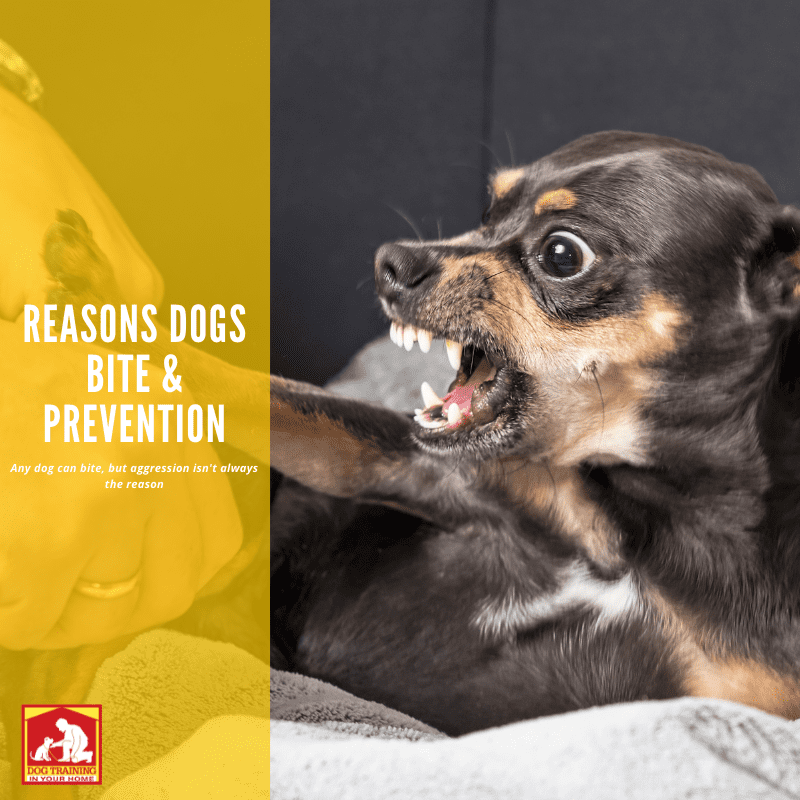 Reasons Dogs Bite and Prevention | Dog Training In Your Home Myrtle Beach