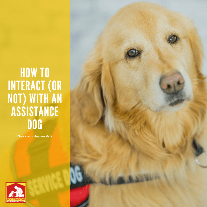 How To Interact (or not) With an Assistance Dog