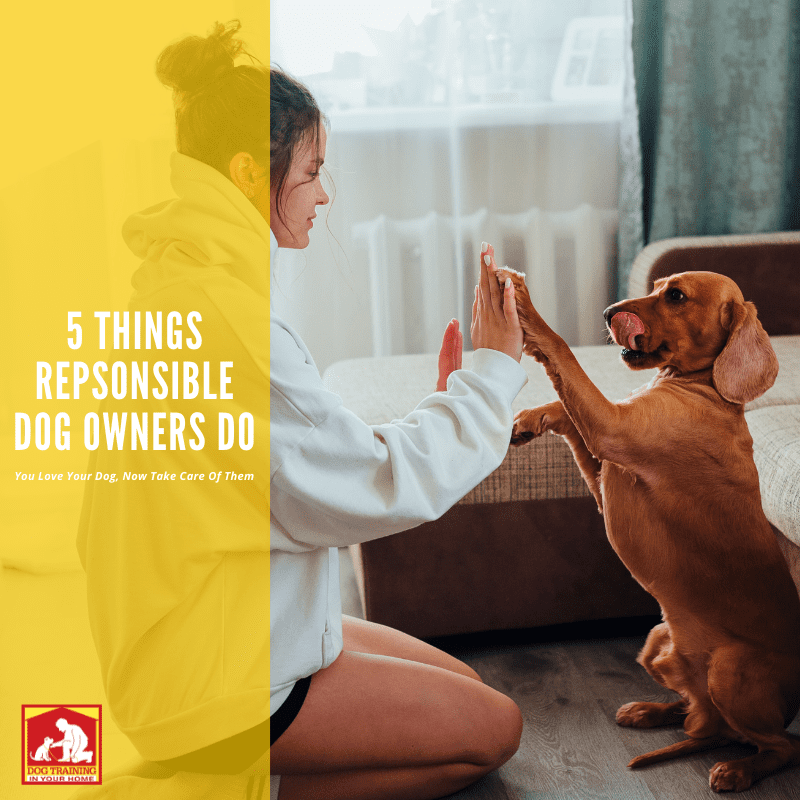 Responsible Dog Owners | Dog Training In Your Home Myrtle Beach