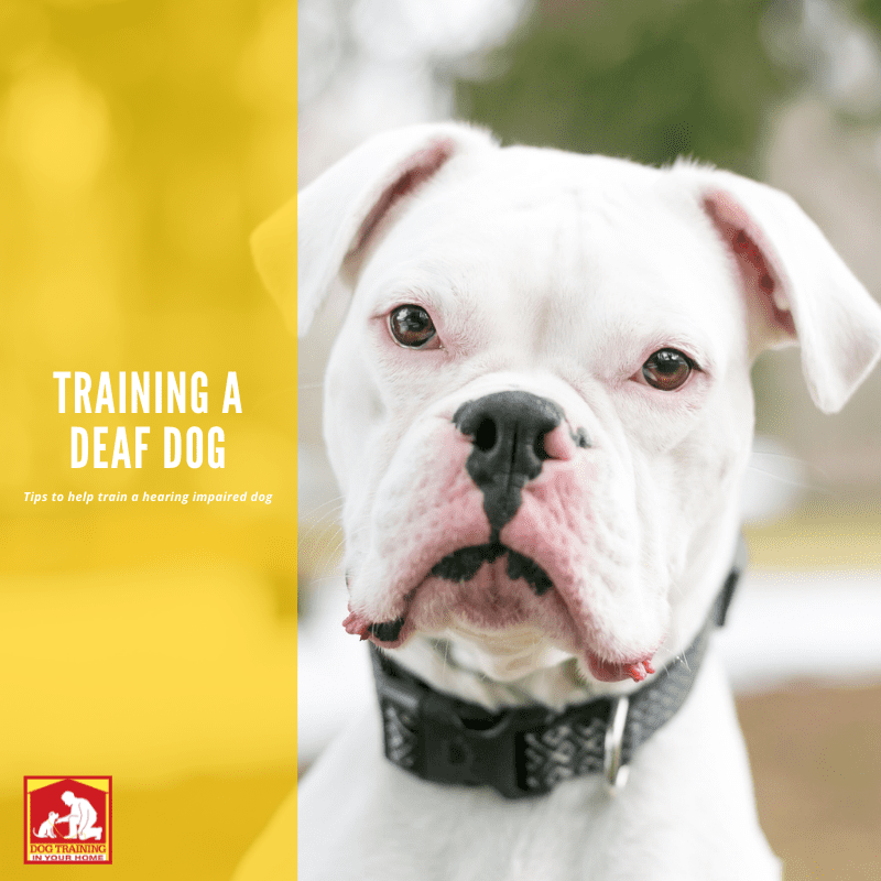 Tips for Training A Deaf Dog