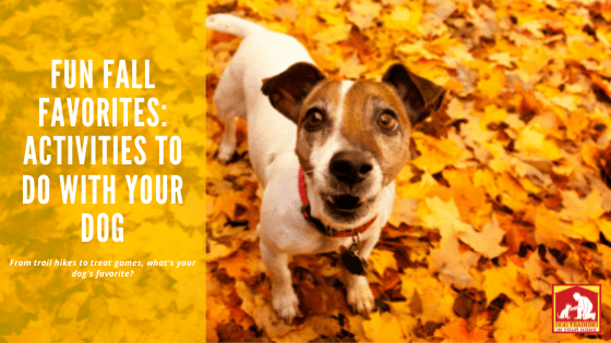 Fall Activities to Dog With Your Dog | Dog Training In Your Home Myrtle Beach