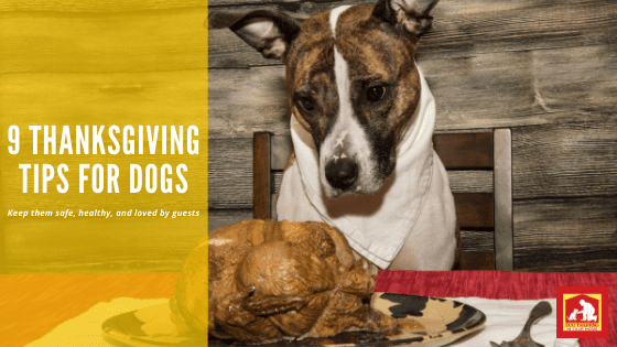 Thanksgiving Tips | Dog Training In Your Home Myrtle Beach