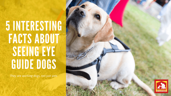 Seeing Eye Guide Dog Day | Dog Training In Your Home Myrtle Beach