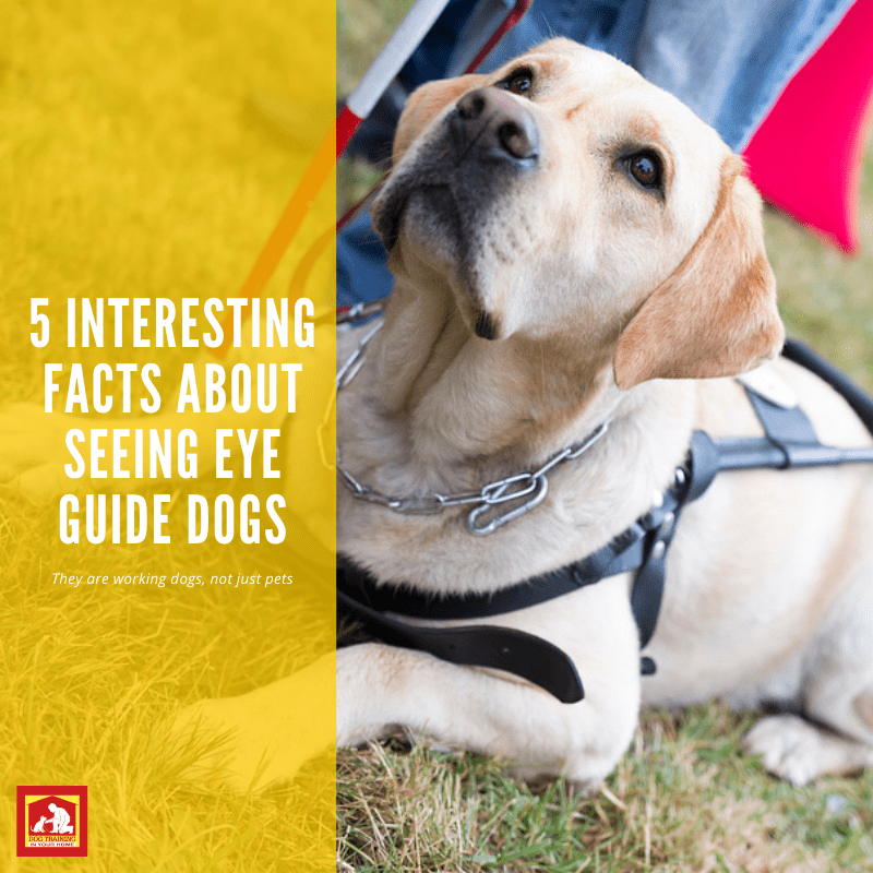 Seeing Eye Guide Dog Day | Dog Training In Your Home Myrtle Beach