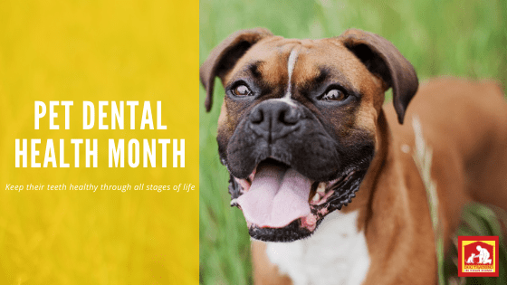 Pet Dental Health Month | Dog Training In Your Home Myrtle Beach