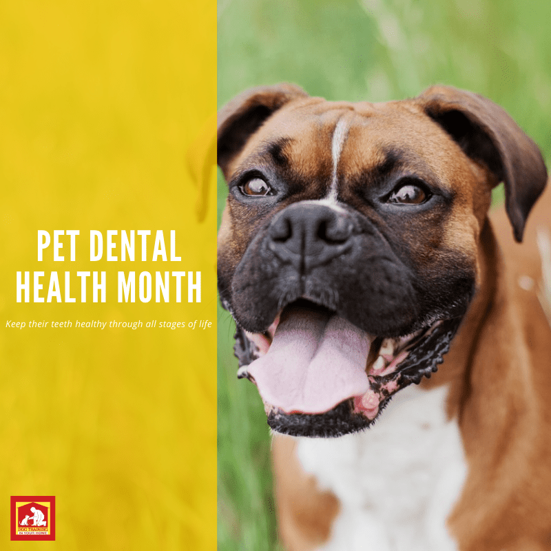 Pet Dental Health Month | Dog Training In Your Home Myrtle Beach