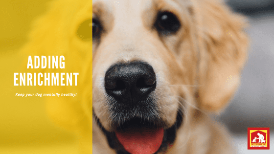 Enrichment is beneficial for both your dog and you! It keeps your dog mentally and physically healthy. | Dog Training In Your Home Myrtle Beach