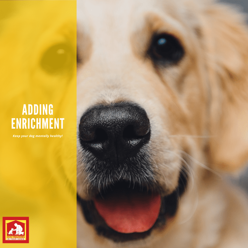 Enrichment is beneficial for both your dog and you! It keeps your dog mentally and physically healthy. | Dog Training In Your Home Myrtle Beach