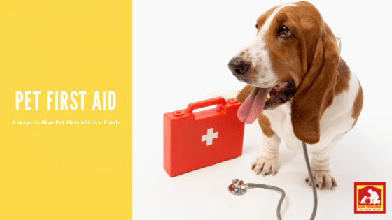 6 Ways to Give Pet First Aid Without an Emergency Kit Pet First Aid | Dog Training In Your Home Myrtle Beach