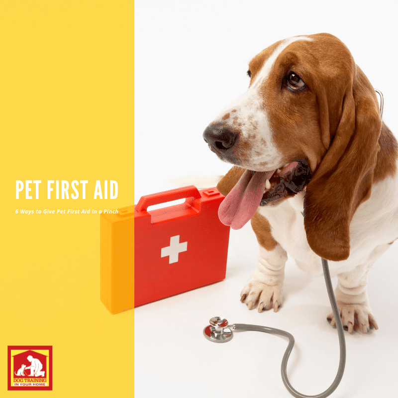 6 Ways to Give Pet First Aid Without an Emergency Kit Pet First Aid | Dog Training In Your Home Myrtle Beach