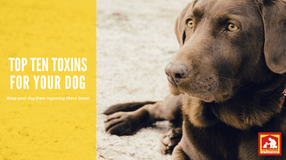 Are you up to date on your poison prevention for dogs? Here are the top ten toxins for dogs | Dog Training In Your Home Myrtle Beach