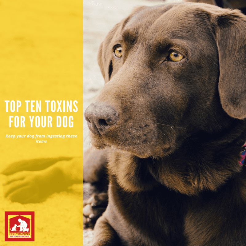 Are you up to date on your poison prevention for dogs? Here are the top ten toxins for dogs | Dog Training In Your Home Myrtle Beach