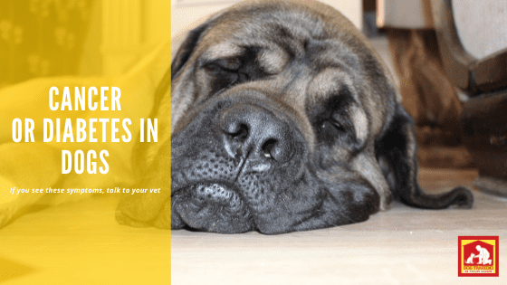 Symptoms of cancer and diabetes in dogs | Dog Training In Your Home Myrtle Beach