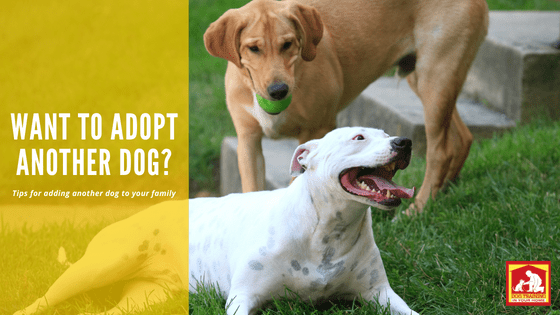 Adopt Another Dog | Dog Training In Your Home Myrtle Beach