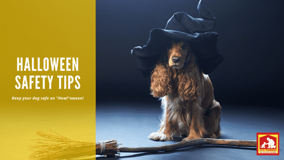 Halloween Safety Tips for Dogs | Dog Training In Your Home Myrtle Beach