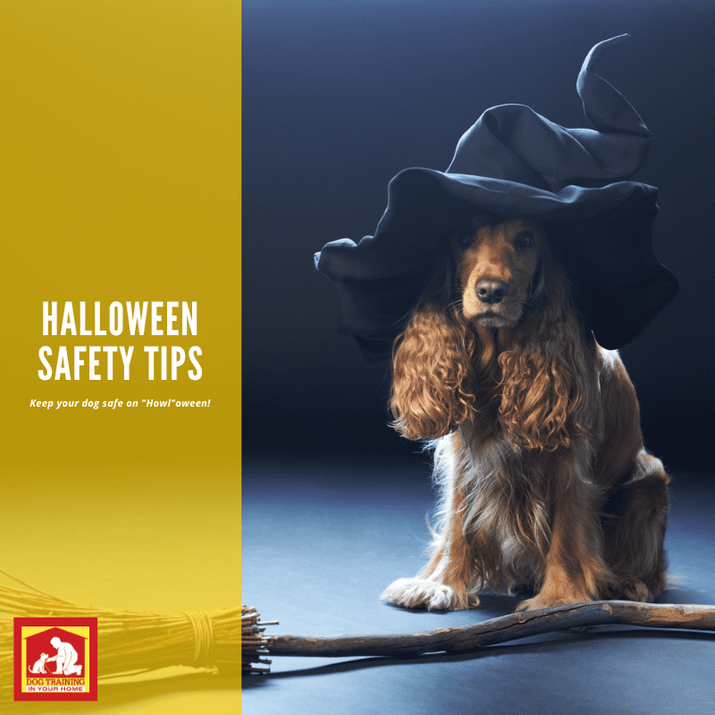 Halloween Safety Tips for Dogs | Dog Training In Your Home Myrtle Beach