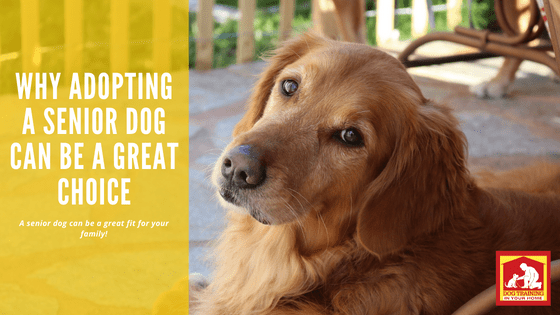 Adopting a Senior Dog is a Great Choice | Dog Training In Your Home Myrtle Beach