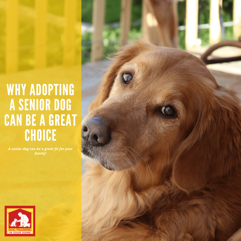 Why Adopting a Senior Dog Can Be a Great Choice