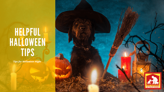 Helpful Halloween Tips | Dog Training In Your Home Myrtle Beach