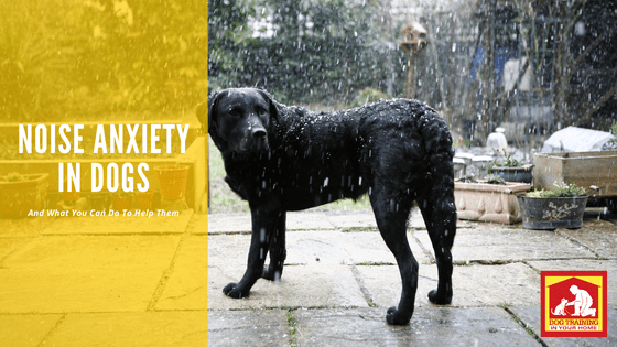 Noise Anxiety and Treatment | Dog Training In Your Home Myrtle Beach
