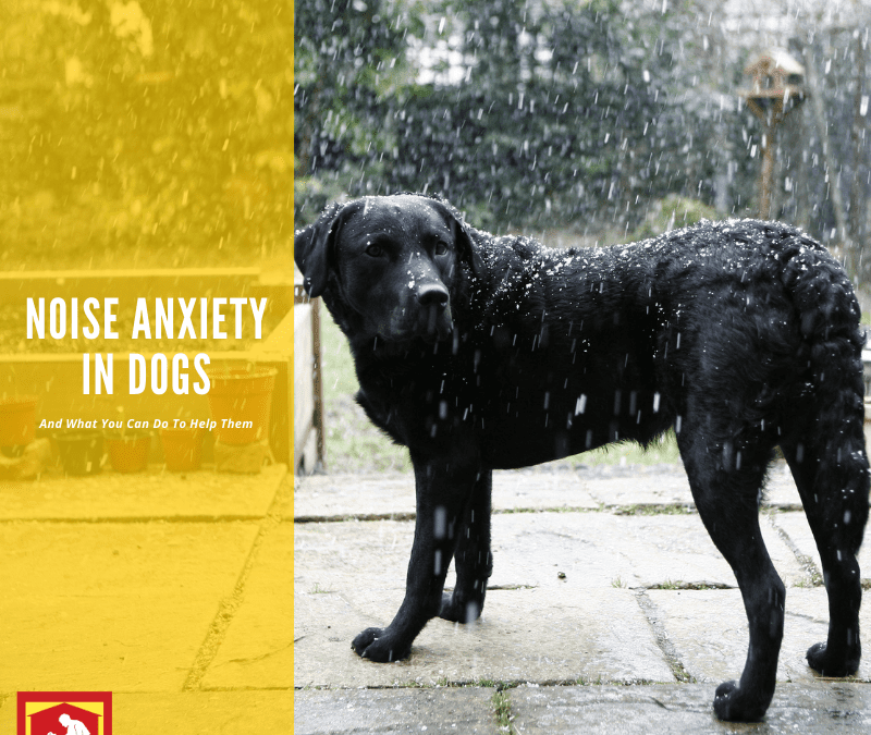 Common Noise Anxieties in Dogs and Ways to Treat Them