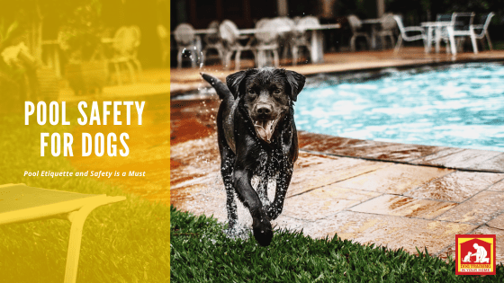 Pool Safety and Etiquette | Dog Training In Your Home Myrtle Beach