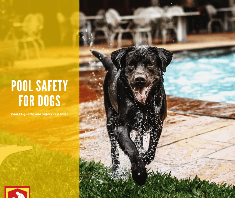 Dog Days of Summer: Pool Safety and Etiquette for Dogs
