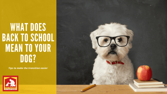 Back to School | Dog Training In Your Home Myrtle Beach