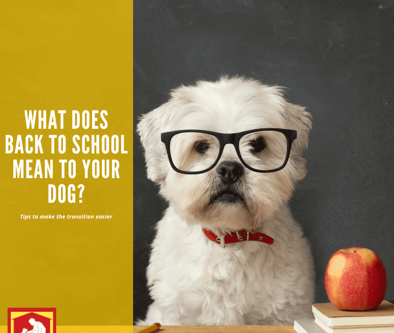 What Does Back To School Mean For Your Dog?