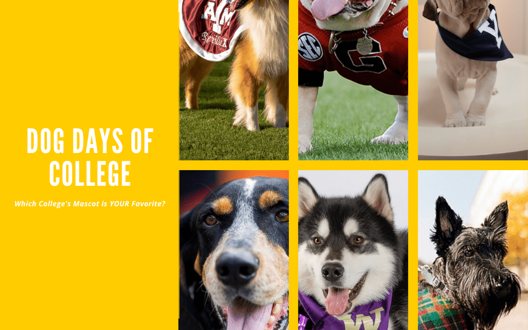 Dog Days of College Dog Mascots | Dog Training In Your Home Myrtle Beach